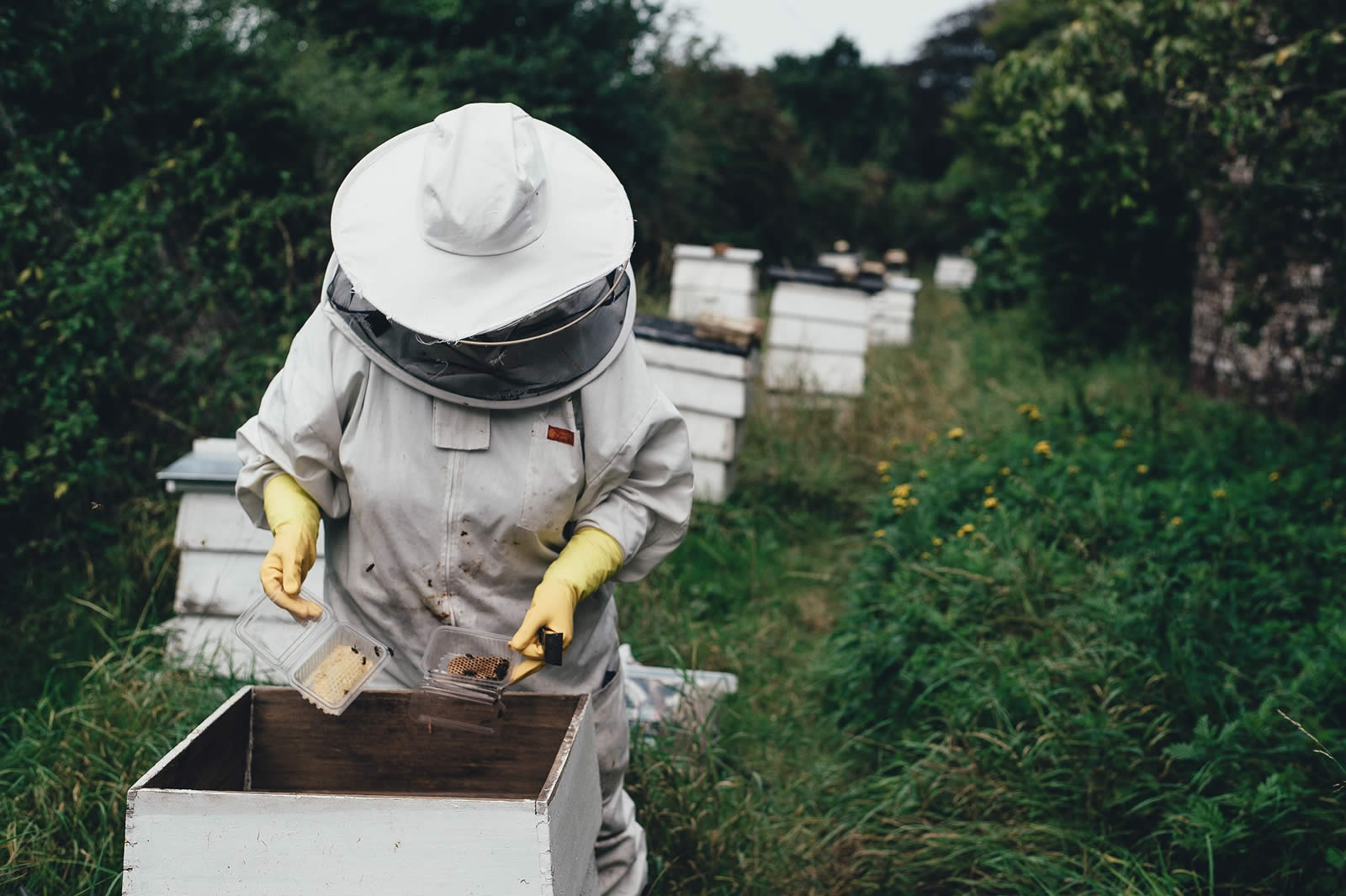 beekeeper gathering fresh honey.